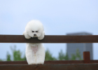 Air Conditioning