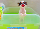 Iris Pet Bath Tub Solve Dog Bath Problem - Mom! I Want Bath!