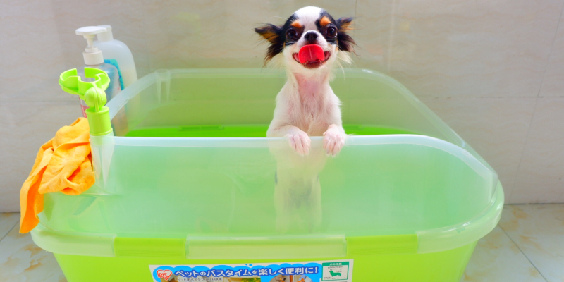 Iris Pet Bath Tub Solve Dog Bath Problem - Mom! I Want Bath!