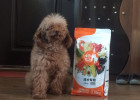 Home Has Two Dogs, How to Choose Dog Food Comprehensive Supplement Nutrition?