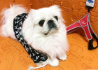 PRATIKO Harness - Cool Your Walking Dog Career