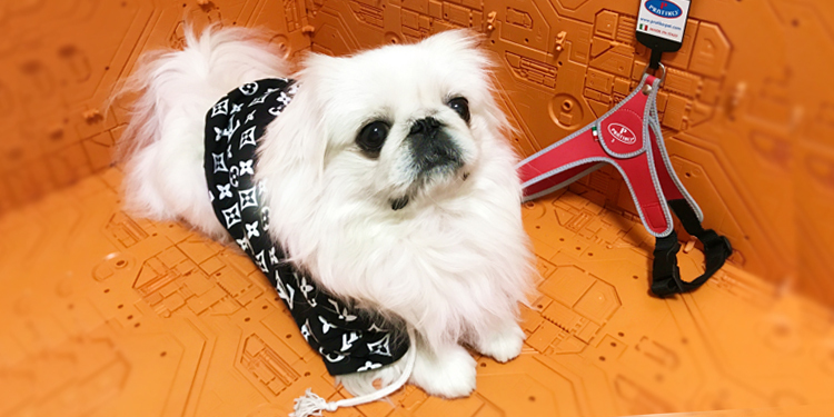 PRATIKO Harness - Cool Your Walking Dog Career