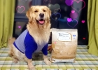 Dog Longevity Secret Look Here - Dog Food Caviar