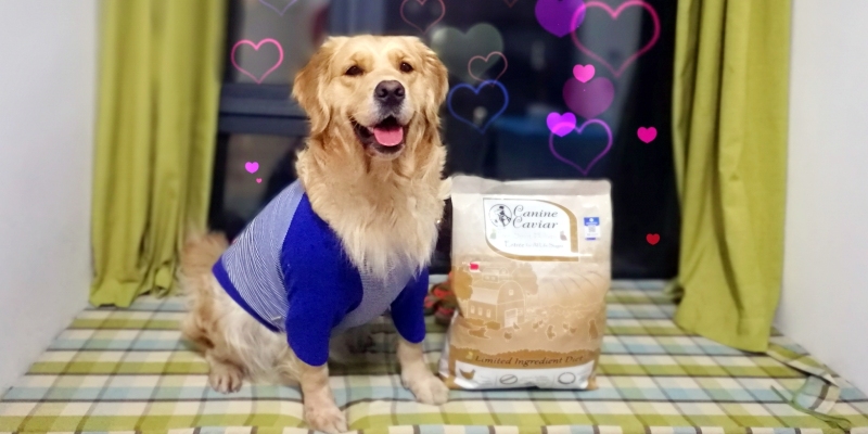 Dog Longevity Secret Look Here - Dog Food Caviar