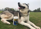 Shark Cartilage Powder, Quality Calcium Source