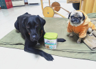 Maideshi High Calcium Low-sensitivity Milk Powder Experience Report