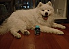 Love Pet Calcium Supplement Best Choice: Weishi Milk Calcium Tablet
