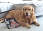 For Dog Choose Toy, Follow Following Points准 Not Wrong!
