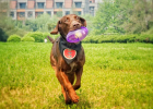 Such Fun Endless Toy, Your Dog Definitely Also Want Own!