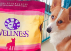 With This Food, Soft Stool Corgi Every Day Is Golden Stool