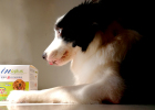 After Skin Disease This Warm Lecithin, Saved Border Collie Appearance