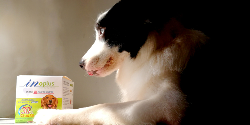 After Skin Disease This Warm Lecithin, Saved Border Collie Appearance