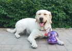 Mushroom Shape Treat Dispensing Toy, Exactly What Magical?