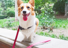 Oil Proof and Waterproof Leash Online! Unlock Fancy Walk Dog Big Method