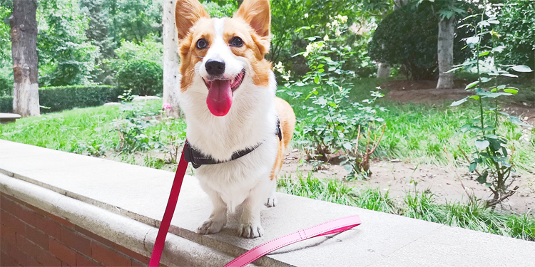 Oil Proof and Waterproof Leash Online! Unlock Fancy Walk Dog Big Method