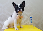 Virbac Eye Clean: Cute Big Eyes, Cannot Less Careful Care
