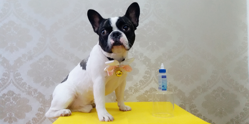 Virbac Eye Clean: Cute Big Eyes, Cannot Less Careful Care