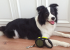 Flexi Leash Experience Report — There's a Reason It's This Red!!!