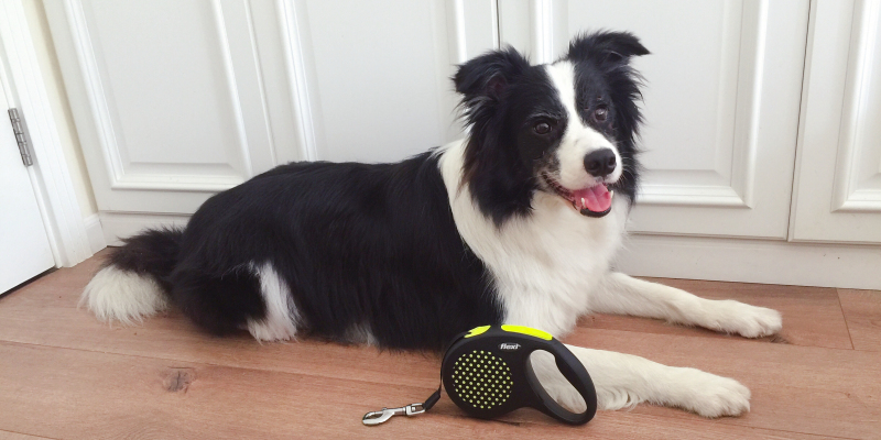 Flexi Leash Experience Report — There's a Reason It's This Red!!!