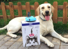 Why?1=5 Bathing Essential - Dele Pet Showerhead! Pet Owners Look Here