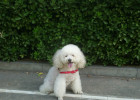 Easy Walk Anti-Pull Harness, Brings You a Different Dog Walking Experience!