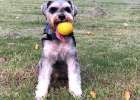 Ideal Toy for Active Dog Masters — Star Mark Miracle Ball and Star Mark Frisbee