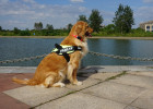Mixed Joy and sorrow ~ Pet Locator Collar