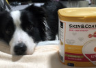 Border Collie Sunday's Fur Beautifying Experience — KeePet Fur Beautifying Powder