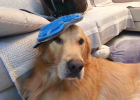 Add Points to SPA Life — USA Petmate Dog Massage Bath Deshedding Glove