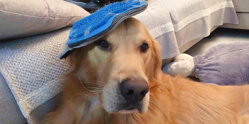 Add Points to SPA Life — USA Petmate Dog Massage Bath Deshedding Glove