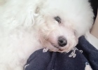 Virbac Epi-Otic ~ Protecting Dog Ear Canal Health!