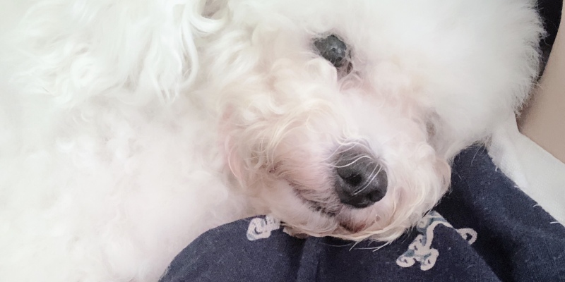 Virbac Epi-Otic ~ Protecting Dog Ear Canal Health!