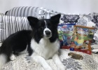 Picky Dog and Greedy Poop Scooper — Jixin Low-Temperature Air-Dried RAW Meat Treats New Tasting Experience~