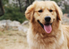 With this magical tool, no more fear of Golden Retriever shedding