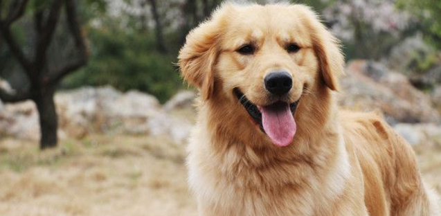 With this magical tool, no more fear of Golden Retriever shedding