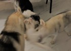Multi-Pet Household Shedding Season, Experience Sharing on How to Solve Shedding