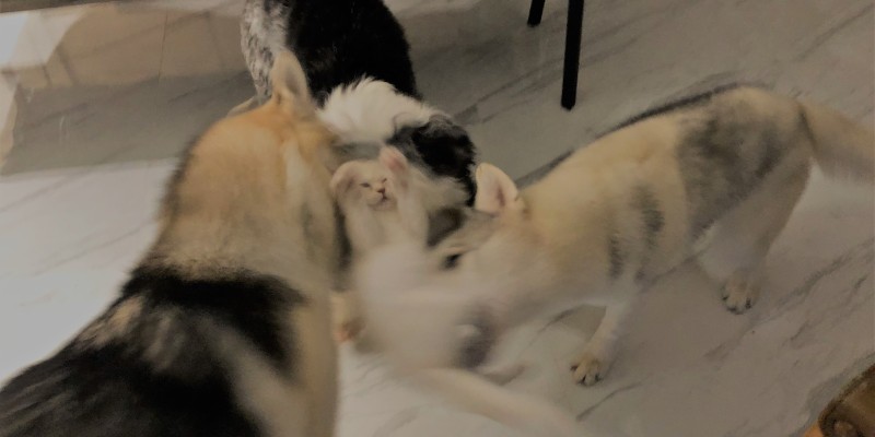 Multi-Pet Household Shedding Season, Experience Sharing on How to Solve Shedding