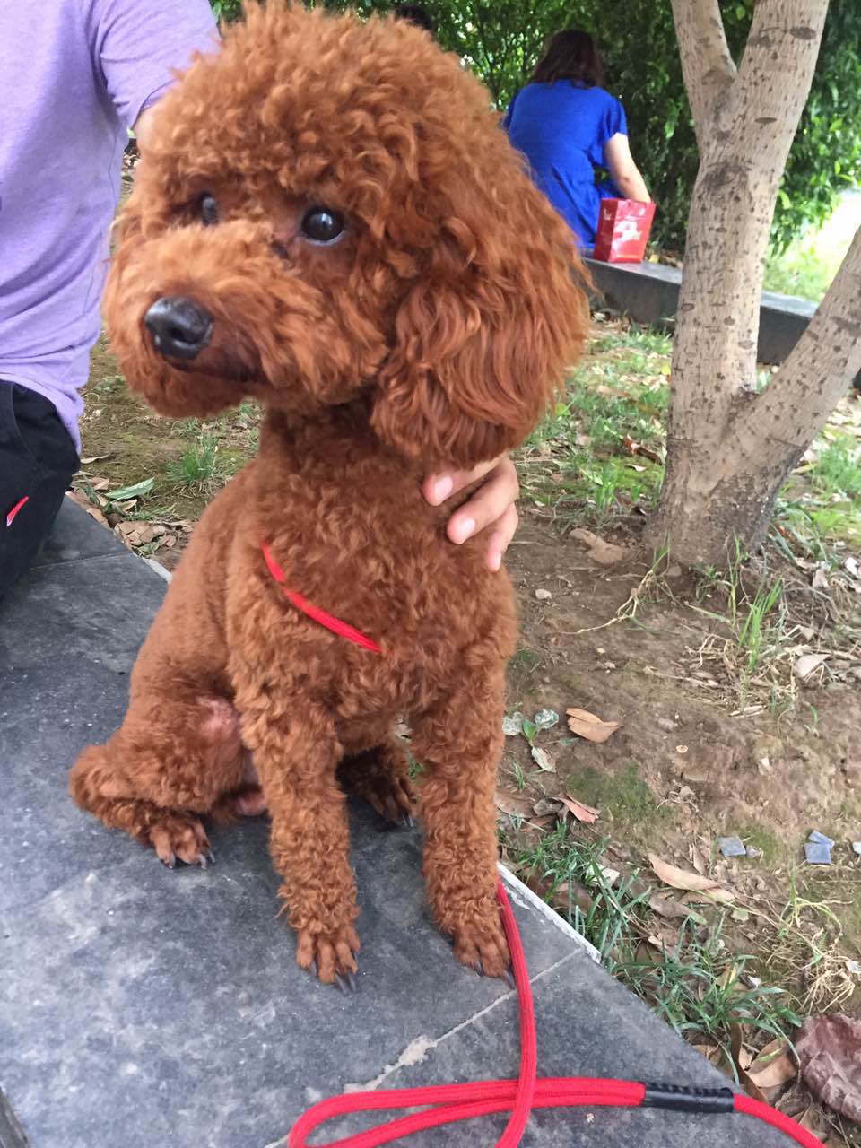 图片1