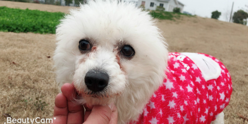 Consequences and Correction Methods for Dogs Eating Random Things