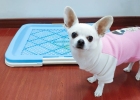 How to Teach Your Dog to Use the Toilet? Super Detailed Experience Sharing~