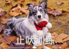 Bark Training—Correcting Dogs' Excessive Barking Behavior