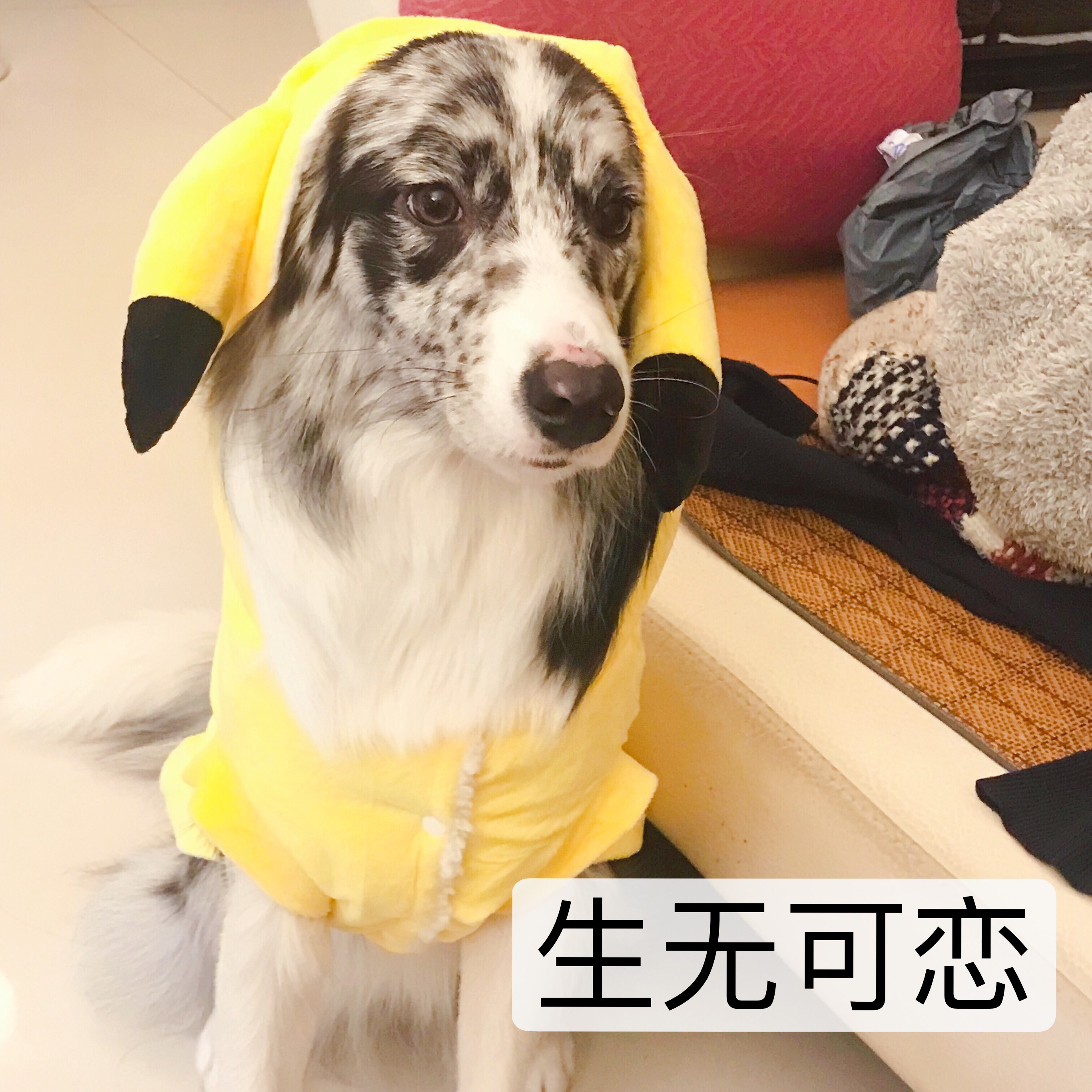 图片1