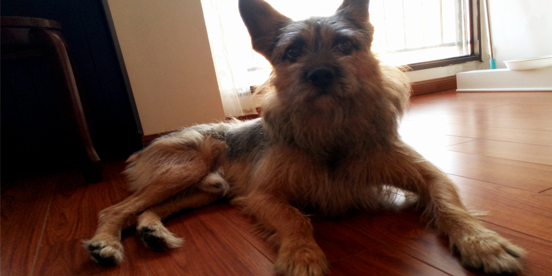 How I Handled My Dog Getting Infected with Cat Fungus