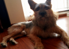 How I Handled My Dog Getting Infected with Cat Fungus