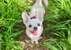 Experience Sharing Kikis Neutering Story Part 2