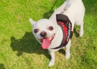Experience Sharing Kikis Neutering Story Part 1