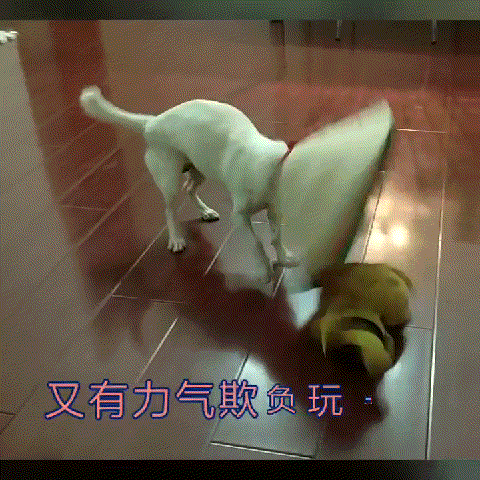 图片1