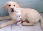 With Unique Odor Stain Remover, Say Byebye to Urine Stains!