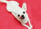 My Chihuahuas Bad Breath Causes and Solutions