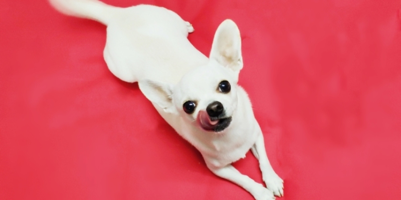 My Chihuahuas Bad Breath Causes and Solutions